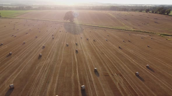 Tree In The Middle Of A Field With Straw Bales