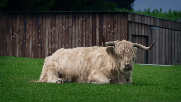 Highland Cow On Windy Day