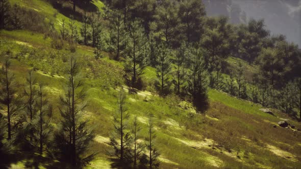 Autumn Forest on Green Rocky Hills