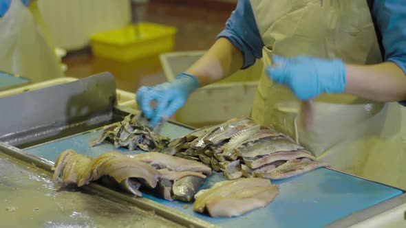 Worker Cleaning and Filleting Fresh Sea Fish in a Family Factory. Dorsal Cut and Separation Fillets