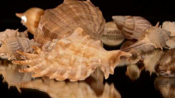 A Lot of Sea Shells on Black, Rotation, Reflection, Close Up