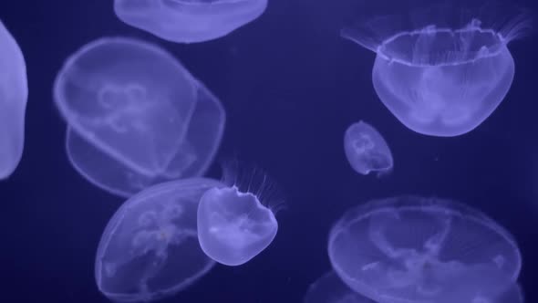 Medusa Jellyfish Unwerwater
