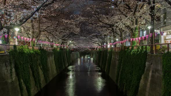 Timelapse Tokyo People in Meguro River Cherry Blossom Park