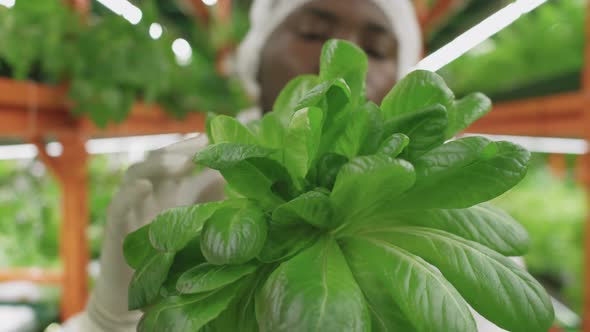 Agroengineer Inspecting Spinach Seedlings