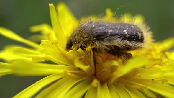 Beetle Gathers Pollen On Yellow Dandelion