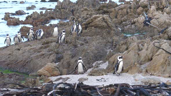 Penguins on the rocks and in the sea 