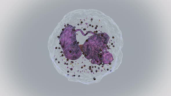 Neutrophil   Rotation Loop On A White Background