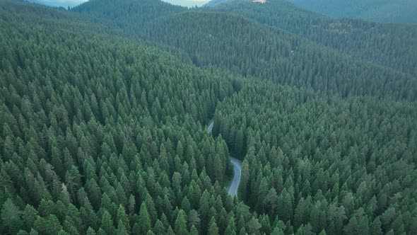 Curvy Forest Road