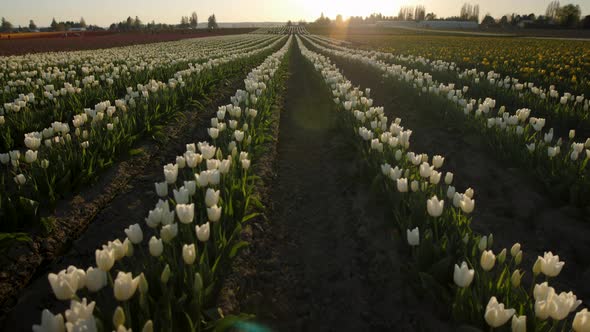 Tiling up from the ground to reveal a field full of white tulips in the sunset