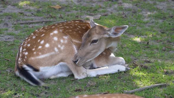 Cute Female Deer lying on grass field and  cleaning body in the morning,close up