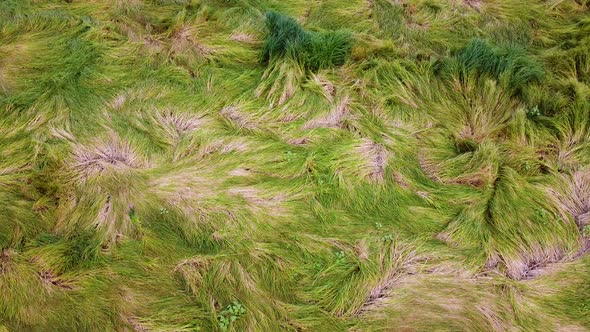 Green grass pattern. Beautiful natural meadow grass background