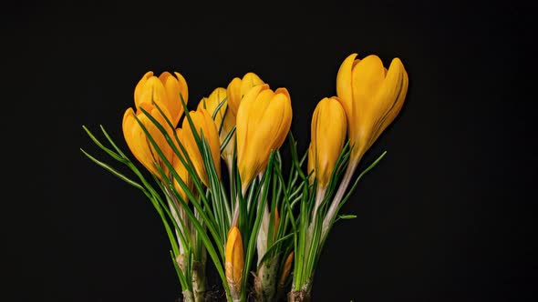 Yellow Crocus Bloom Spring Flower