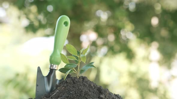 Close up shovel and plant small tree green leaf. Save the earth for planting forest