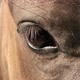 Equine Eye Blinking in Slow Motion - VideoHive Item for Sale