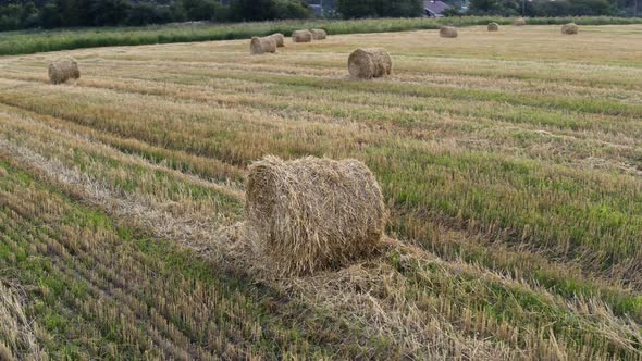 Wheat Field