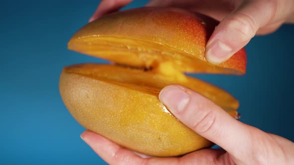 Women's Hands Open Juicy Ripe Mango on a Blue Background