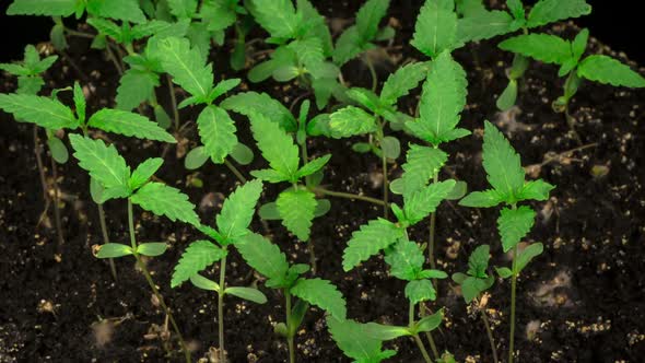 Marijuana Plant Growing