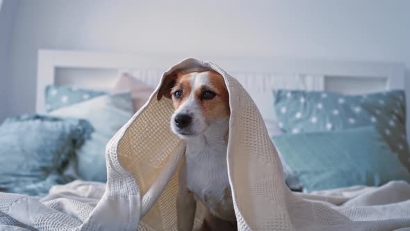 Portrait Cute Jack Russell Dog with Expressive Eyes Under Coverlet in Cozy Beautiful Modern Bedroom