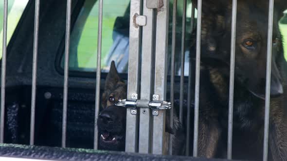 Shepherd dog sitting in the cage