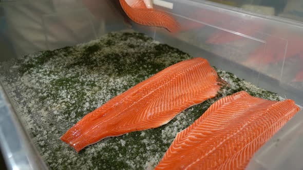 Person laying down shiny fresh salmon fillets in plastic box with salt and dill -  Preparing graved