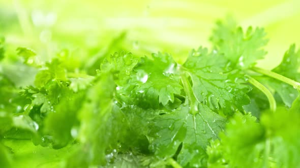 Super Slow Motion Shot of Water Drops Falling on Fresh Coriander at 1000Fps.