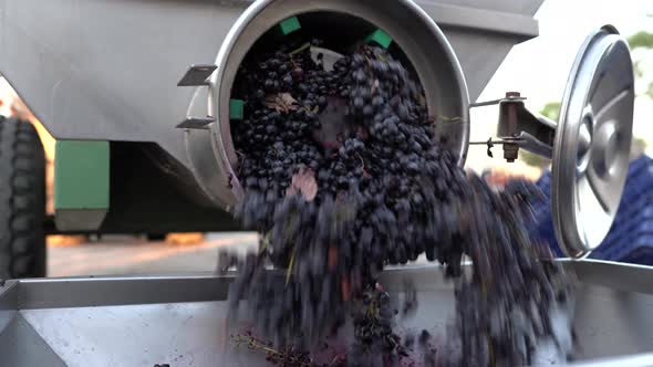 Slow motion shot of harvested grapes being crushed in screw at winery