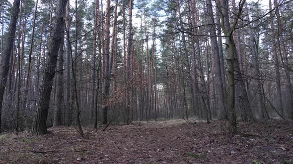 Trees in a Pine Forest During the Day Aerial View