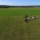 Aerial View of Cows in a Herd on a Green Pasture in the Summer - VideoHive Item for Sale