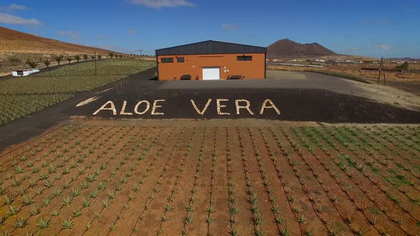 Aerial view of Aloe vera plantation in Fuerteventura, Canary Islands.