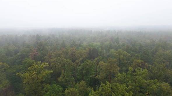 Fog in the Forest Aerial View