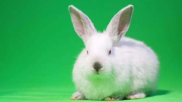 Close Up of Beautiful Fluffy White Rabbit Isolated on Background of Chromakey