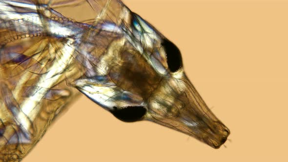 Mosquito Larvae Under a Microscope alt