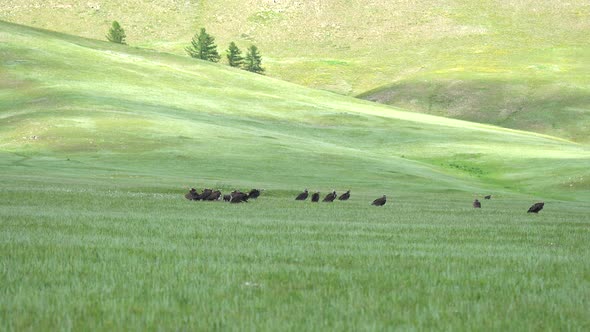 Wild Vulture Herd Eating a Dead Animal Carcass