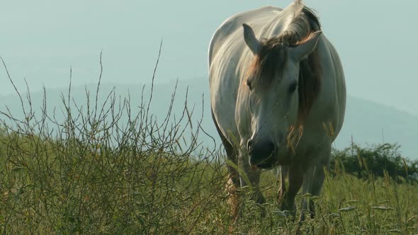 White Horse Grazing On The Field 