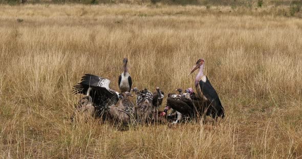 African White Backed Vulture, gyps africanus, Ruppell's Vulture, gyps rueppelli, Marabou Stork