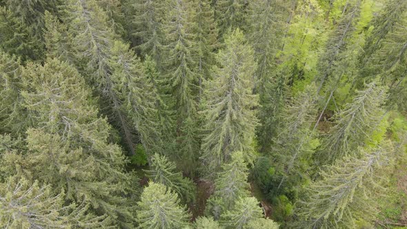 Ukraine, Carpathians: Forest Landscape. Aerial View. Flat, Gray