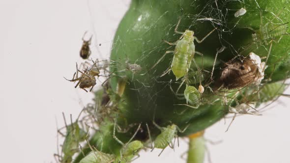 Colony of Aphids on a Young Flower