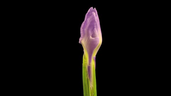 Time-lapse of growing blue iris flower