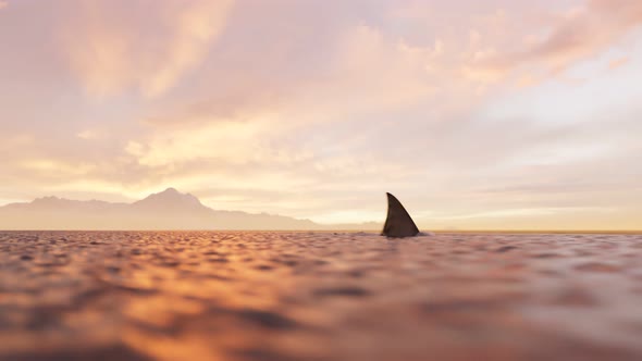 Shark fin moving swiftly at the surface of the sea. Beautiful sunset. Danger