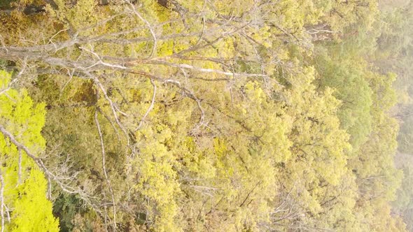 Vertical Video of the Forest on an Autumn Day Slow Motion
