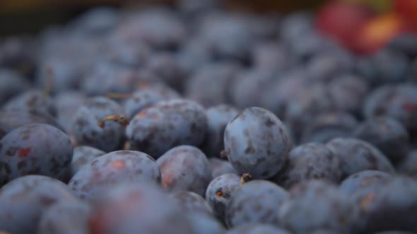 Close up of fresh organic plum
