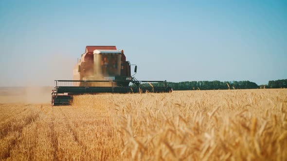 Combine Harvester Gathers the Wheat Crop. Wheat Harvesting Shears. Combines in the Field. Steadicam