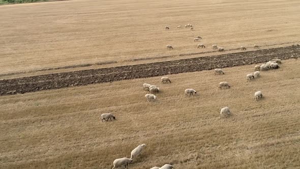 Aerial view of sheep herd moving. Sheep herd feeding on field