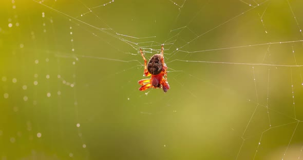 Raindrops on the Spider Web. Cobwebs in Small Drops of Rain.