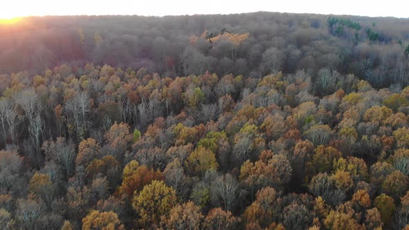 Aerial view flying across beautiful colored trees by Nykøbing Bugt during autumn in a beautiful suns