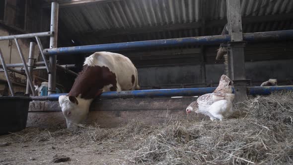 Brown and white cow eating and feed Hay In The Barn and dry grass in organic farm at the netherlands