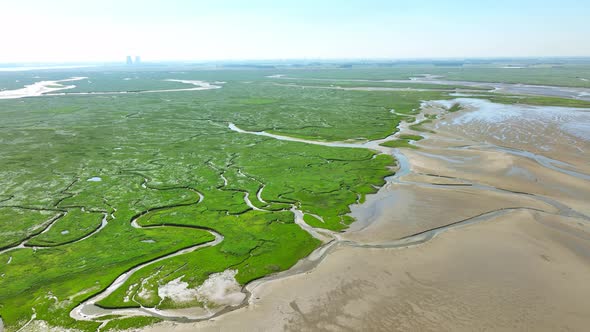 Aerial shot of bright green wetlands with grass, bushes and small rivers leading into the sea