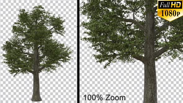 Big Breezy Oak Tree Vol2 - Alpha Channel alt