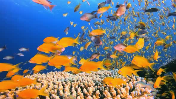Underwater Fish on Vibrant Coral Garden