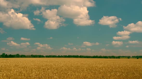 White Clouds Moving Above the Yellow Field